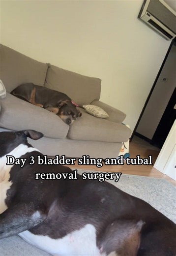 #bladderslingsurgery #bladdersling #salpingectomy #postoprecovery #recovery