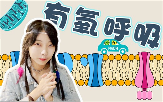 高中生物【有氧呼吸】电子传递链～大师带你进线粒体，记不住过程算我输｜细胞代谢