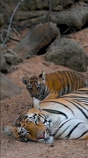 Tiger Cub Cuddles with Mommy