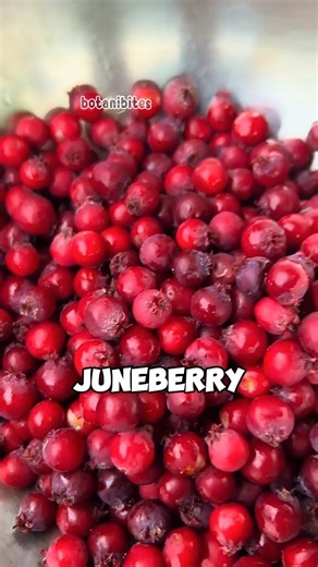 Why Is This Fruit Called Juneberry?