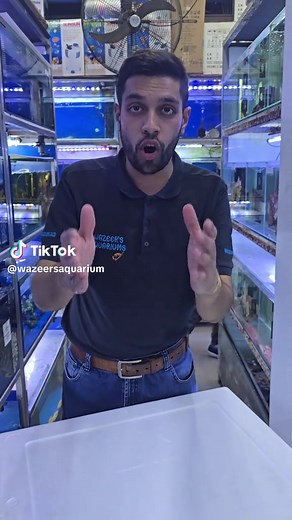 Meet the Incredible Flowerhorn Cichlid: Megamind