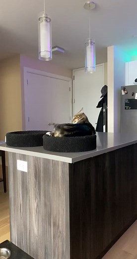 Mando's Morning Chaos: Cats on Drugs Owl TikTok