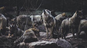 Lobos: características, todas las especies y dónde verlos (Guía 2025)