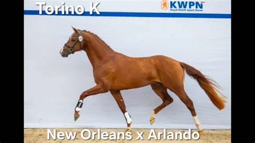 Diederik Van Silfhout | This special boy Torino K will be for sale next week in the KWPN auction in Den Bosch💥 His father New orleans is an exceptional talented... | Instagram