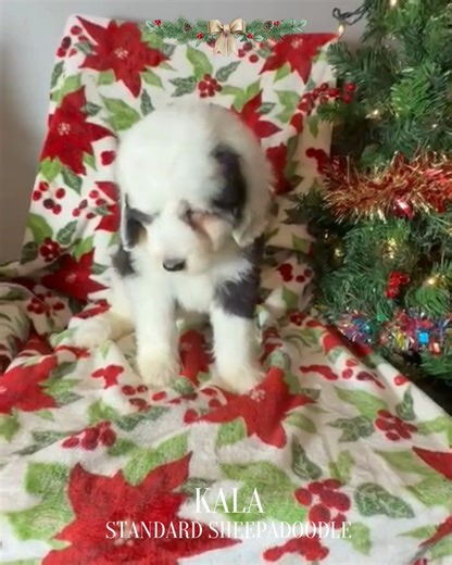 Meet Kala 🤍🖤 — our adorable small Standard Sheepadoodle from Mama Charlie’s litter (Mama Charlie x Daddy Cooper), now 7 weeks old. This little girl is growing beautifully and will soon be ready to bring her gentle, playful, and loving charm to her forever home 🏡✨ 🐾 Curious about Kala? We’d love to share more details, photos, and videos of her journey so far! Reach us at 803-888-4149 for inquiries and reservations. #smallstandardsheepadoodle #sheepadoodlesrule #sheepadoodlesbydesign #sheepado