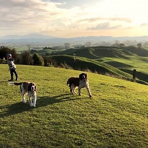 3.8K views · 393 reactions | For our next #DearDairy, we caught up with Nellie, Ryan, and Nadia who showed us what life is like on the farm in Tirau, New Zealand. From riding horses to picnics, it looks like there is never a dull moment on the Jeffares’ farm! | Fonterra | Facebook