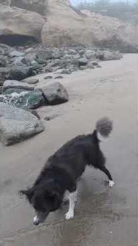 海と犬（碧） #ボーダーコリー #犬のいる暮らし #アウトドア＃海