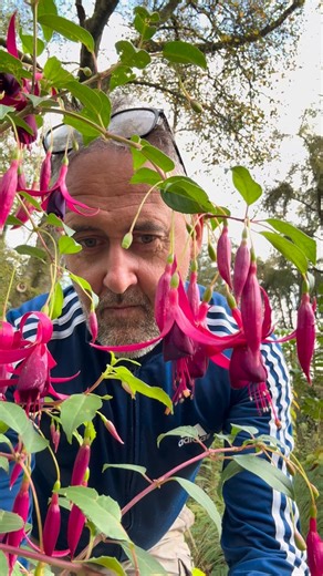 1.5K views · 80 reactions | My plant of the day is Fuchsia ‘Delicate Purple ‘ #fuchsia #longflowering #autumnflowering | HUNTING BROOK GARDENS | Facebook