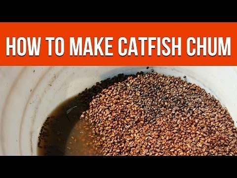 How To Make Catfish Chum for Chumming