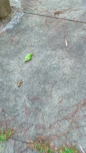 honda Civic EM2 #honda #lovehonda #fyppp #badbunny