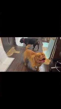 Ponpon Channel! Memories of Ebina Service Area and American Pit Bulls!