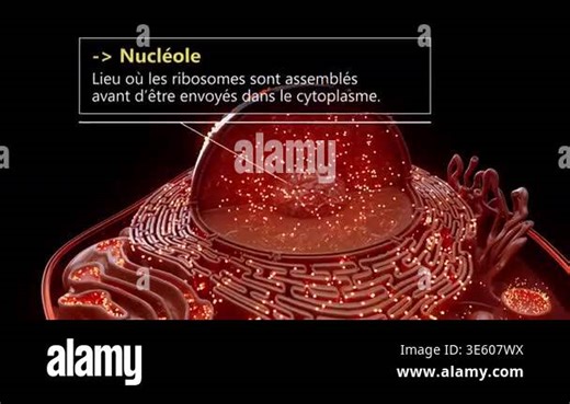 3D illustration of a nucleolus within a cell, showcasing ribosome assembly in a vibrant red structure Stock Video Footage - Alamy