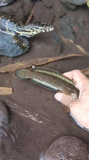 SNAKEHEAD FISH, SNAKEHEAD FISH Aquarium - SNAKEHEAD FISH #shorts #fish #channa #viralvideo