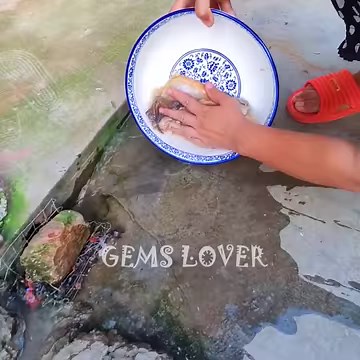 Gold And Silver, Twin Shells. Do They Produce Gold And Silver Pearls | GEMS LOVER