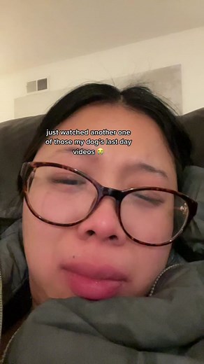 Heartbreaking Moments: Dogs' Last Day Tribute