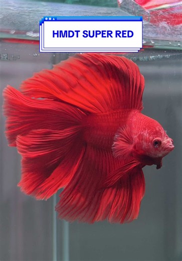 HMDT SUPER RED✨ #cupang #ikancupang #bettafish #fyp #aquascape