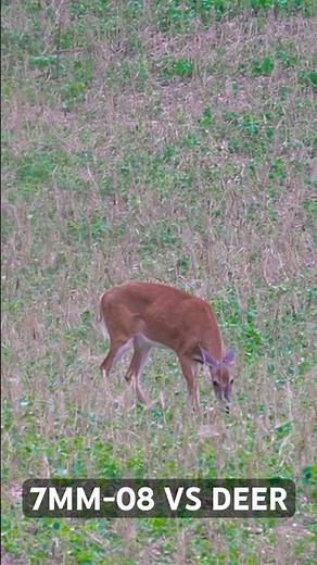 7MM-08 VS DEER #hunting #deerhunting #deer