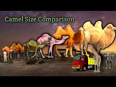 World's Biggest Camel Size Comparison || The Majestic Size of the World's Largest Camels