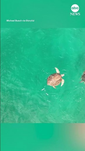 Sea turtles interact in rare sighting off the coast of Florida