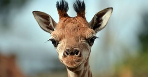Chester Zoo hosting live virtual tour of animal enclosures today