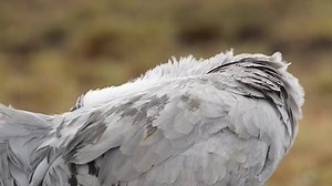 Common Crane Spring Migration 库存影片视频（100% 免版税）19140100 | Shutterstock
