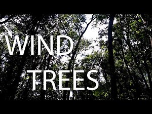 Wind sound Trees | soft wind blowing through trees | Forest woods music | Silence of Nature #138