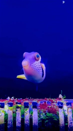 Gorgeous Valentini Puffer #aquascape, #aquarium, #paludarium, #terrarium, #fish, #animal, #relax, #DIY | Animal photography | Facebook