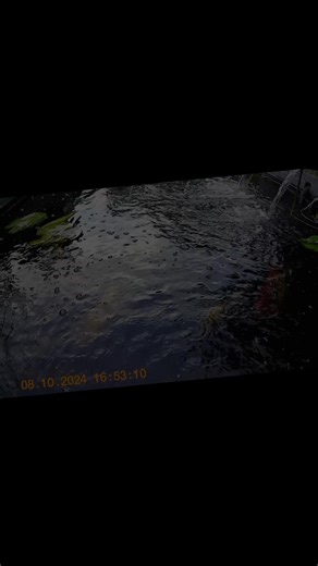 Look at what’s really swimming around in the pond. From above you only see quick flashes, but underwater you can actually see the fish clearly. There are bronze ghost koi, solid mirror carp with their scattered scales, and a few imported Japanese koi with diamond white pearlescent colours that really stand out in the water. When you see the roach you think it’s a carp, but as it swims past you realise it ain’t a carp at all — it’s just a massive roach. #UnderwaterPondView #SecretPondLife #KoiBel