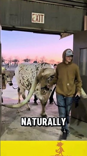Do Longhorns Cow Actually Know How Big They Are? 😲 #animals #wildlife