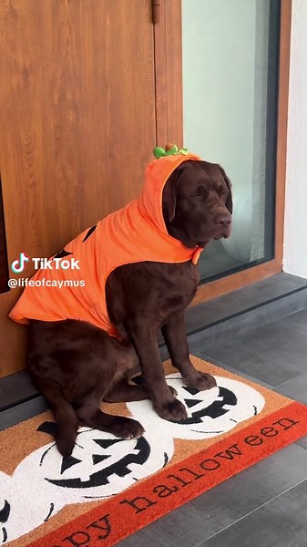Dog Halloween Costumes: Adorable Ideas for October