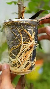 🍎Apple tree propagation by air layering using Aloe Vera - easy method #gardening | Nathan & Alsop