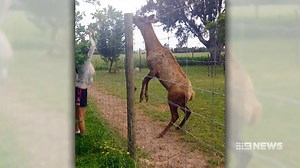 Man killed and wife fighting for life after deer attack