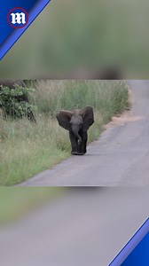 50K views · 3.1K reactions | This adorable elephant is practicing its charging skills!  | Daily Mail Video | Facebook