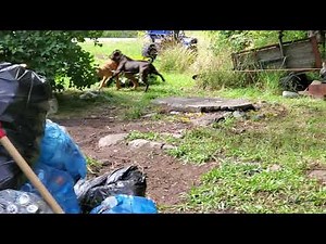 GRAPHIC TO SOME VIEWERS! | BULL MASTIFF'S 1st MATING SESSION!