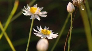 Cumberland Plain Woodland - Gardening Australia