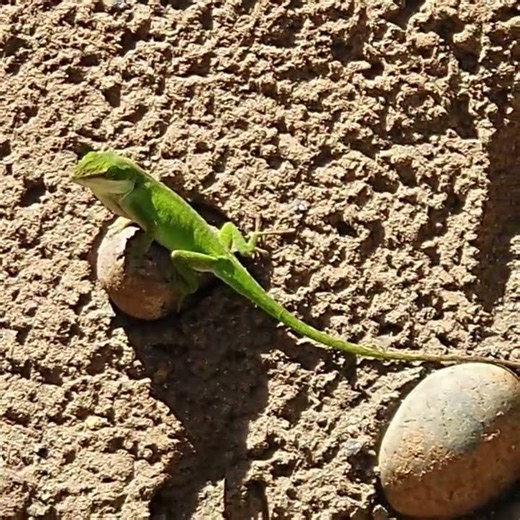 #Anolis carolinensis #sandiego #zoo