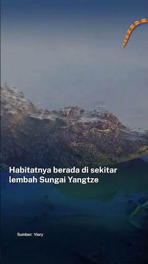 Melihat Lebih Dekat Aligator Cina yang Pernah Nyaris Punah
