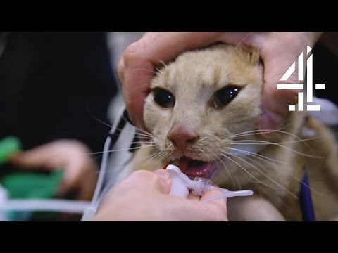 Tiger the Cat is Brought Back to Life | The Supervet