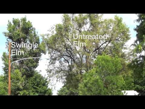 Elm Leaf Beetle - Controlling this damaging pest in Denver and along the Front Range