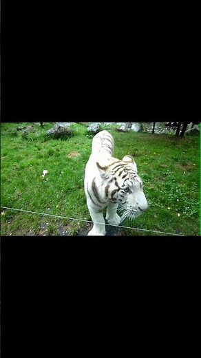 Is White Tiger endangered species? #tiger #animals #bigcats