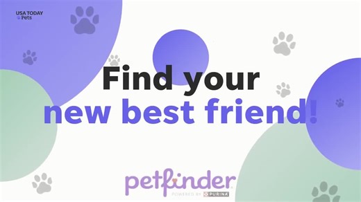 Brevard County, Florida, dogs and cats available for adoption this week