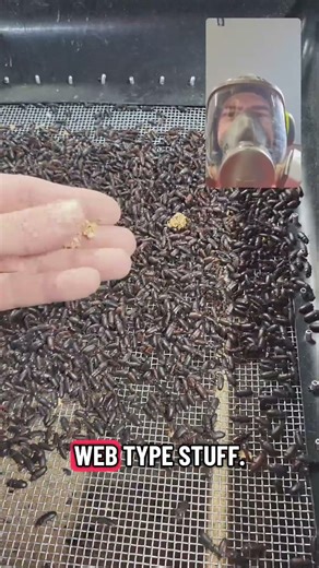 What do pantry moth larvae look like? #mealworms #howtoraisemealworms #pantrymoth