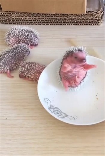Hedgehog Moment 216 : Rating of this Clip 0-10 As a Hedgehog lover ❤️❤️ #hedgehog | The Daily Hedgehog Show