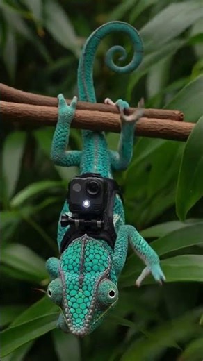 Mini cam on a chameleon to see how they feed