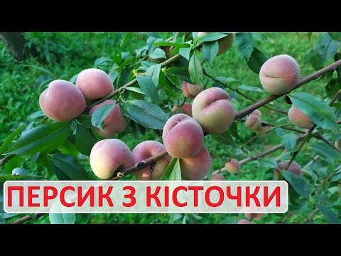 Персик з кісточки - конкретний приклад та перший врожай