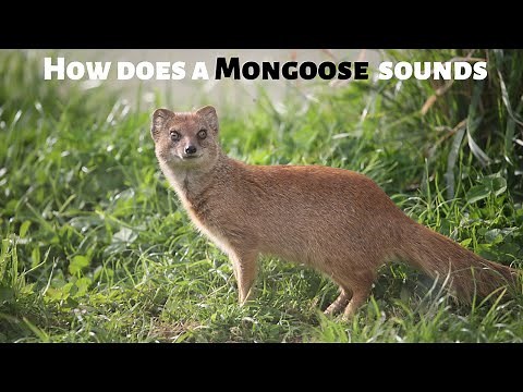 How does a Mongoose sounds