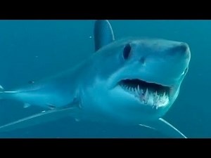 National Geographic Documentary 2016 HD 1080p - The Most Extreme Super Senses - Best Documentaries