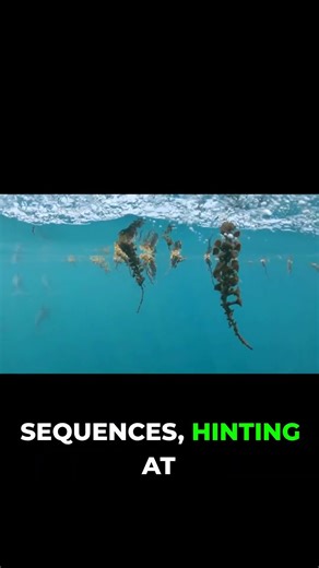 Dolphins Have Names & Syntax?! AI Reveals Their Secrets