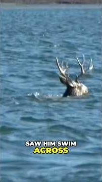 Jeremy catches up with the “RIVER SWIMMER” the next day! BUCK DOWN! #hunting #buckstormsd