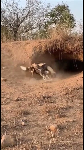 Python catches stray dogs. #animals #wildlife